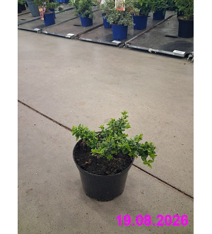 Lonicera nit. 'Maigruen' C 1 L